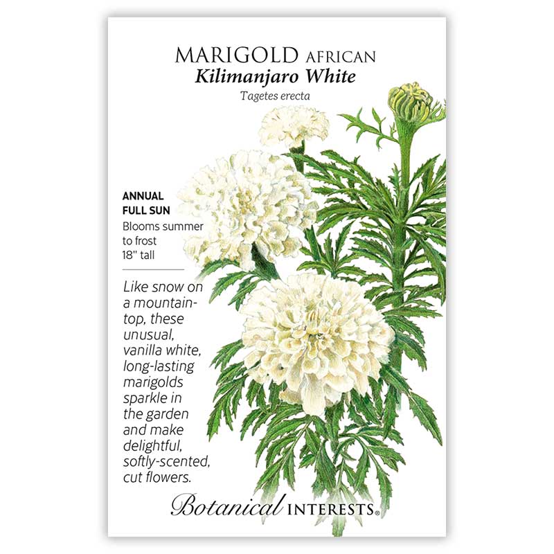 Kilimanjaro White African Marigold Seeds - Image 3
