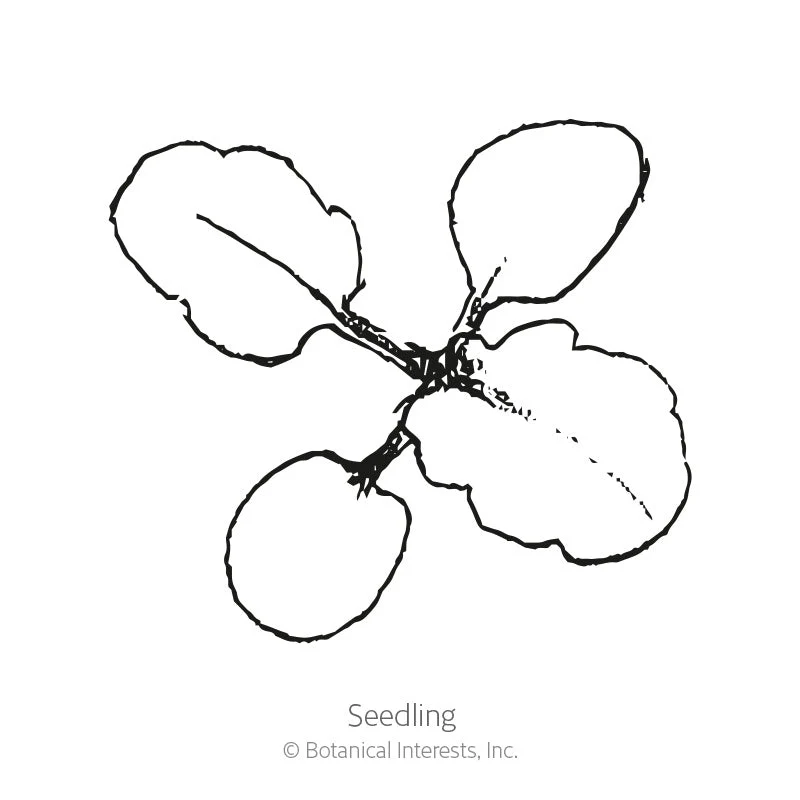 King Henry Viola Seeds - Image 2