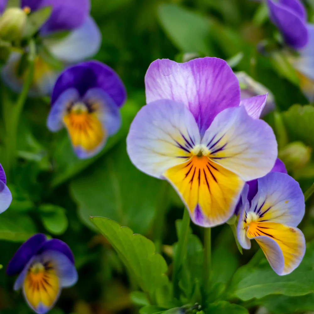 King Henry Viola Seeds - Image 4