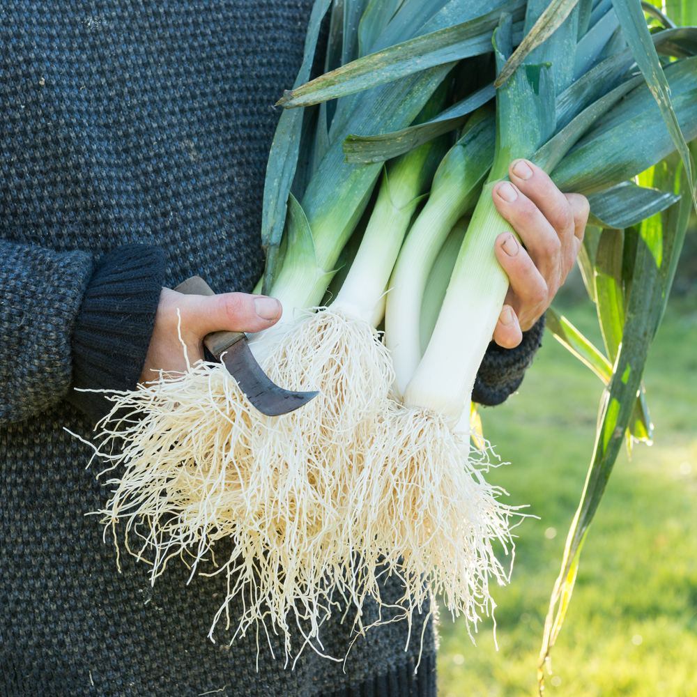 King Richard Leek Seeds - Image 4