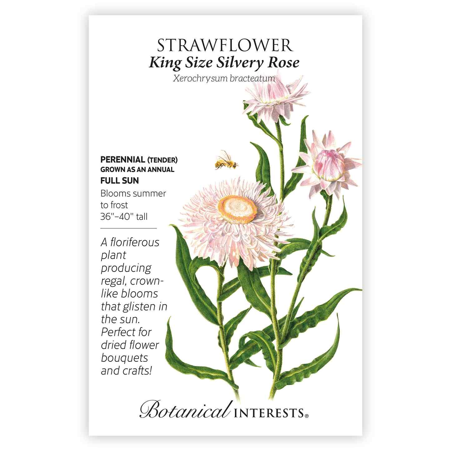King Size Silvery Rose Strawflower Seeds - Image 3
