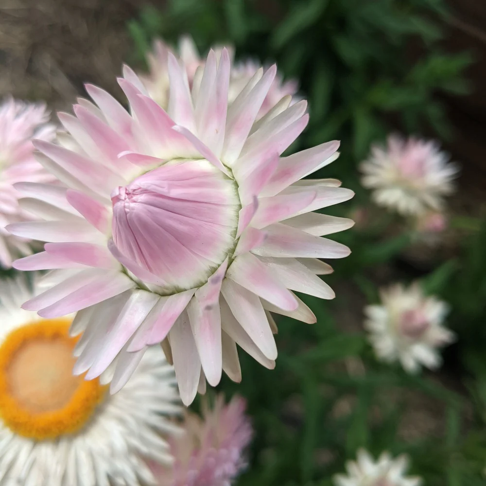 King Size Silvery Rose Strawflower Seeds - Image 6