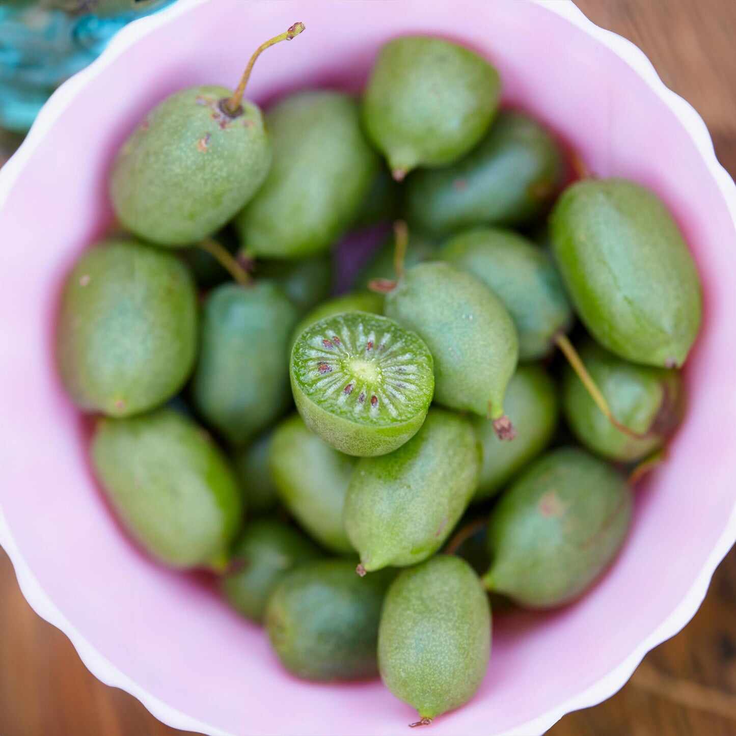 Kiwi - Prolific - Image 2