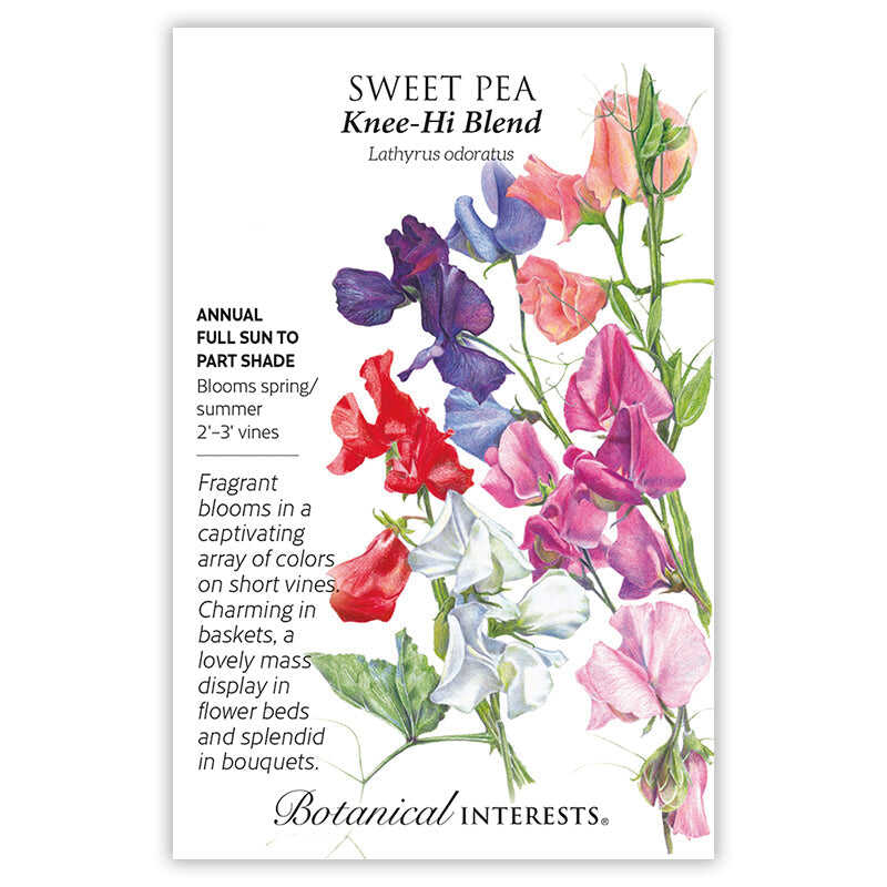 Knee-Hi Blend Sweet Pea Seeds - Image 3