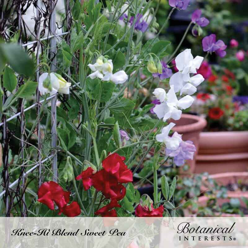 Knee-Hi Blend Sweet Pea Seeds - Image 4
