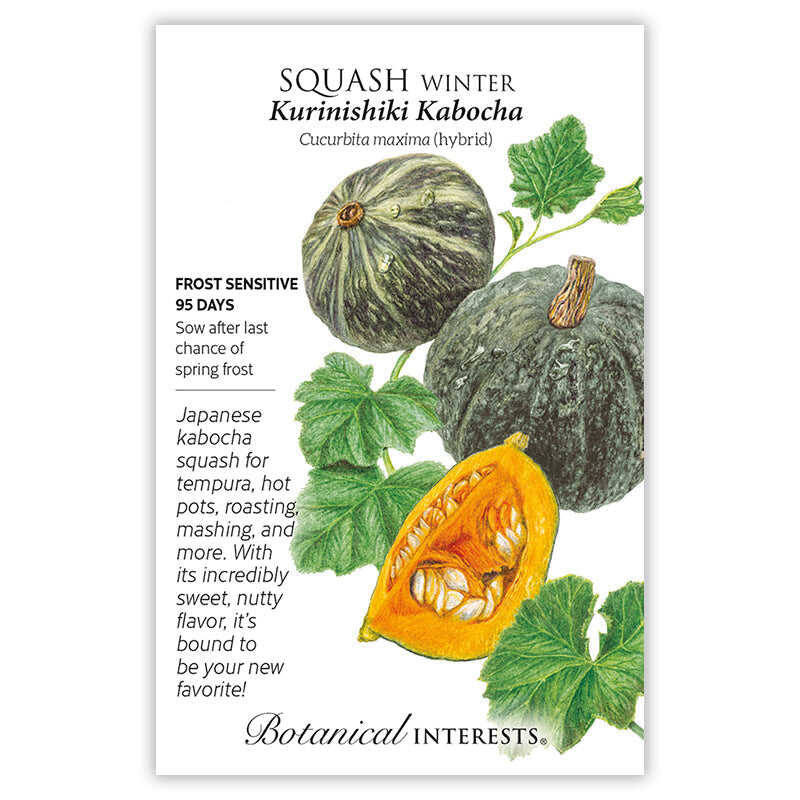 Kurinishiki Kabocha Winter Squash Seeds - Image 3