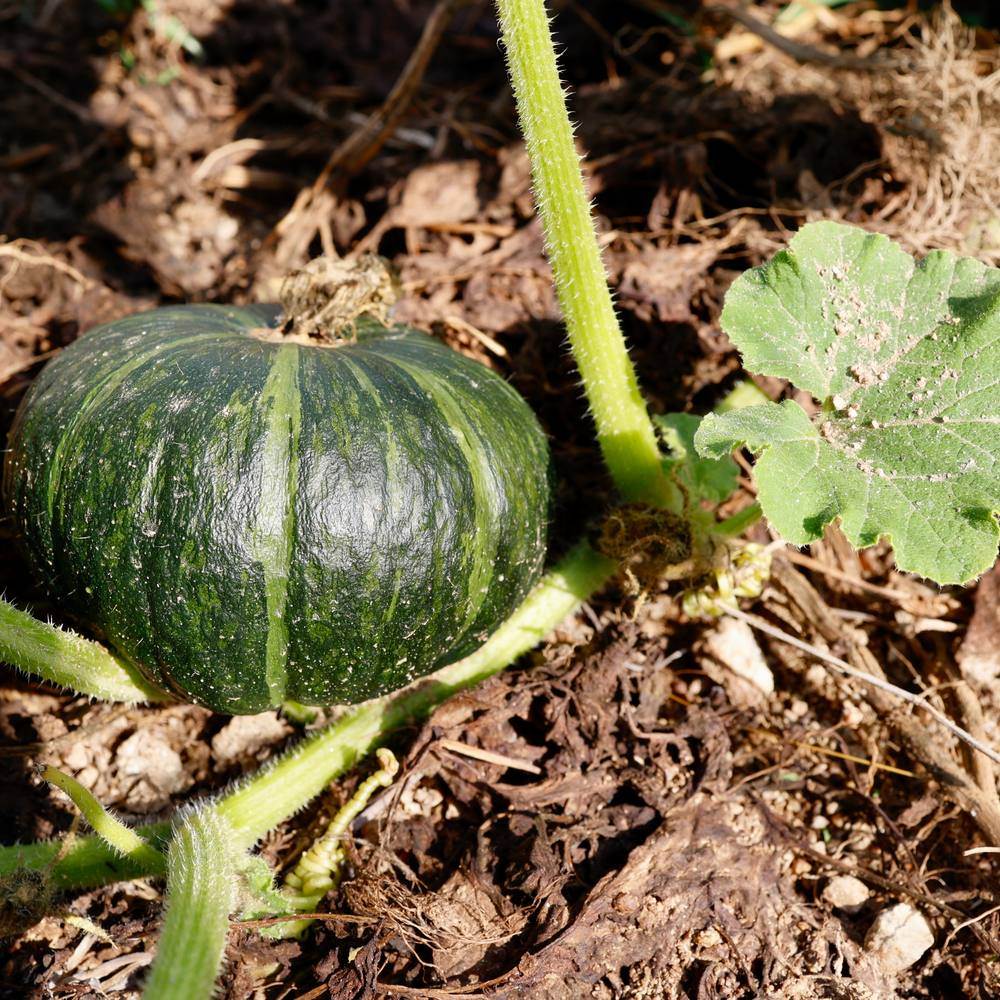 Kurinishiki Kabocha Winter Squash Seeds - Image 4