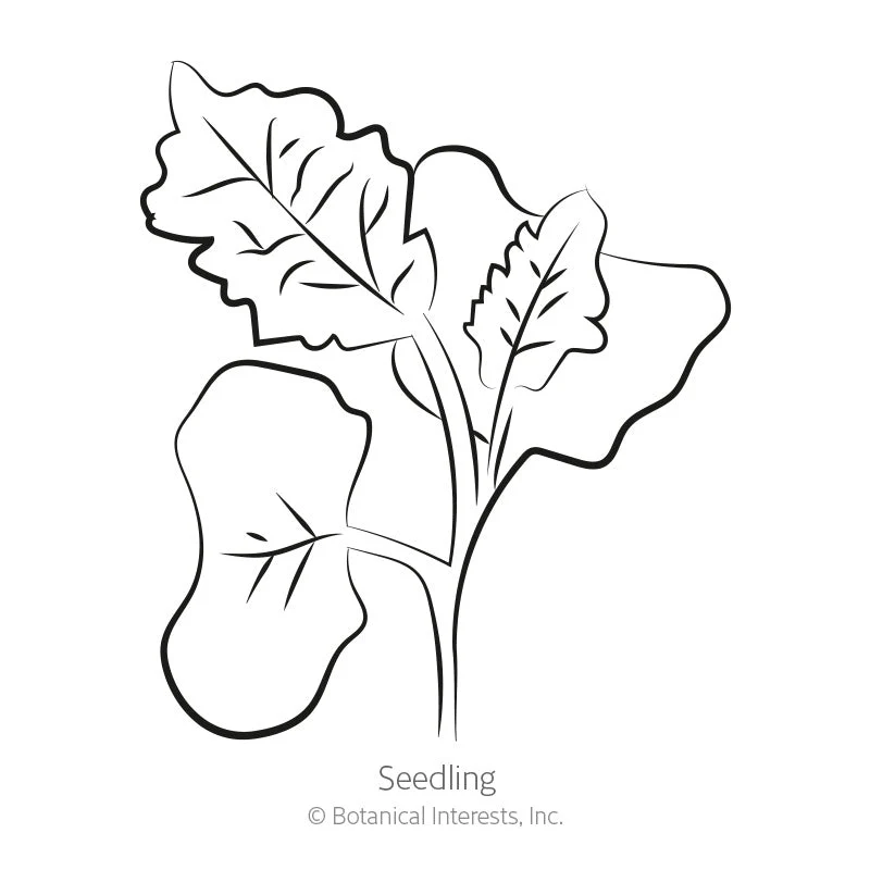 Lacinato Dinosaur Kale Seeds - Image 2