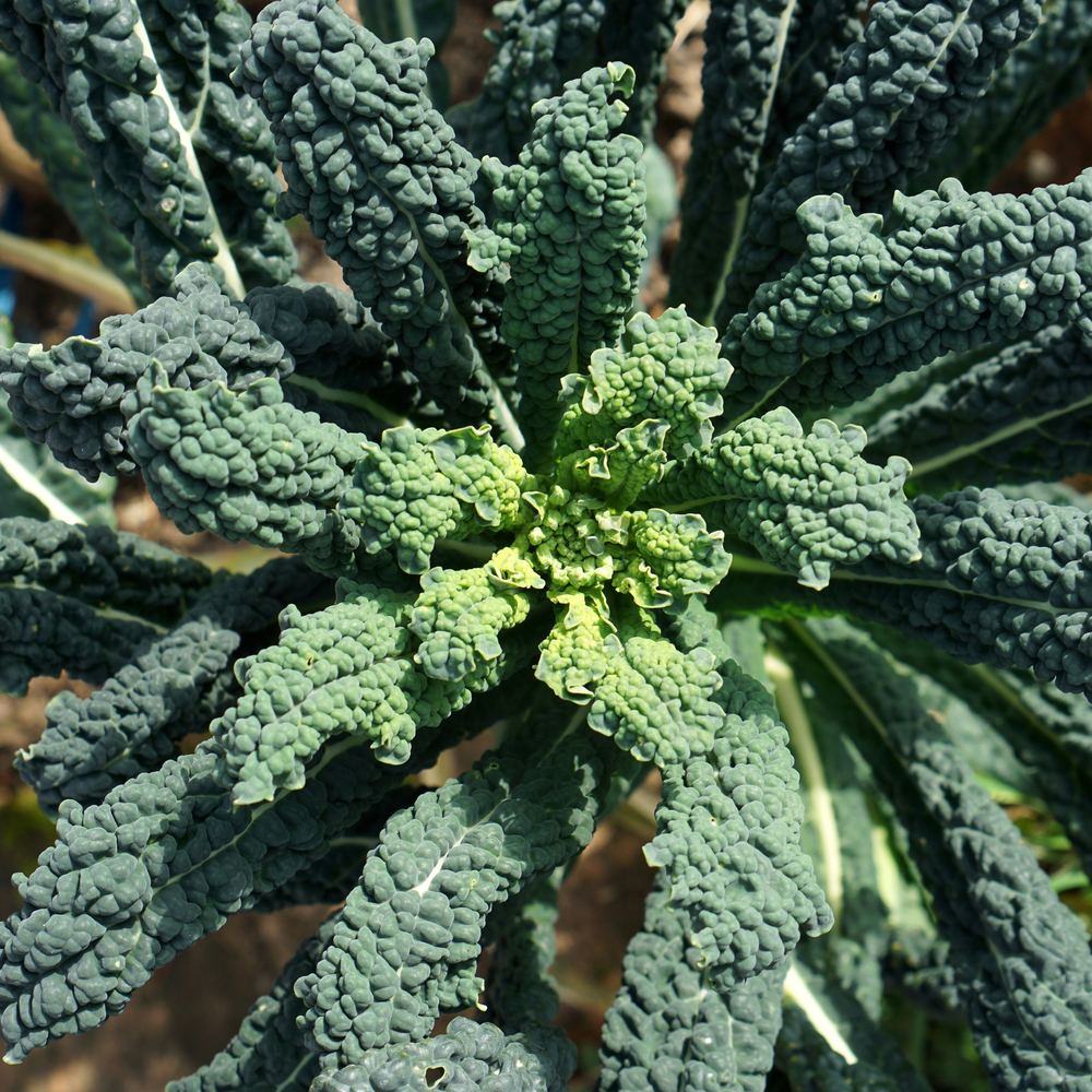 Lacinato Dinosaur Kale Seeds - Image 5