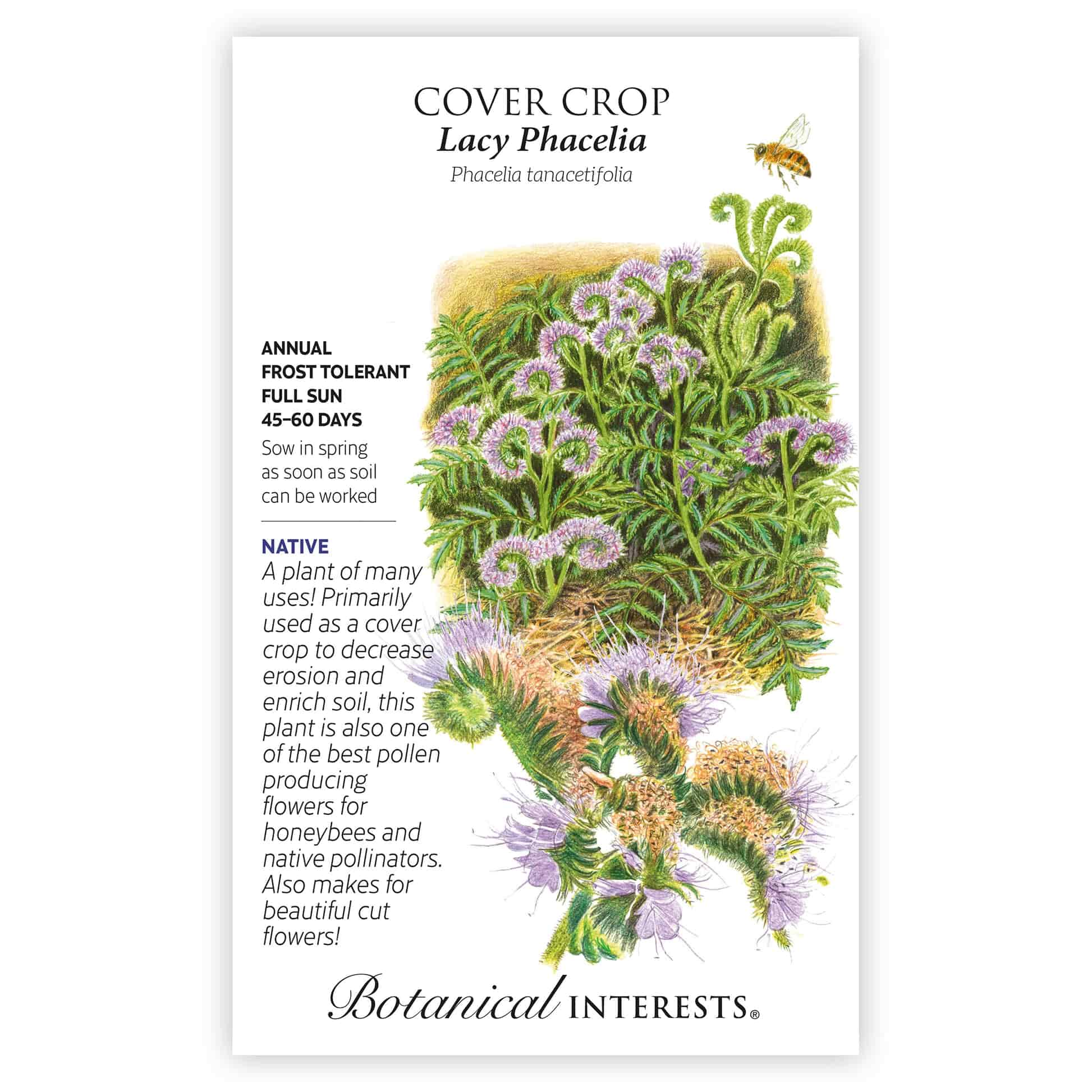 Lacy Phacelia Cover Crop Seeds - Image 3