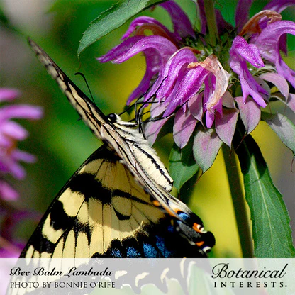 Lambada Bee Balm Seeds - Image 4