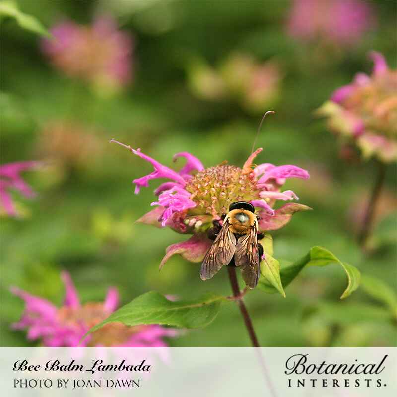 Lambada Bee Balm Seeds - Image 5