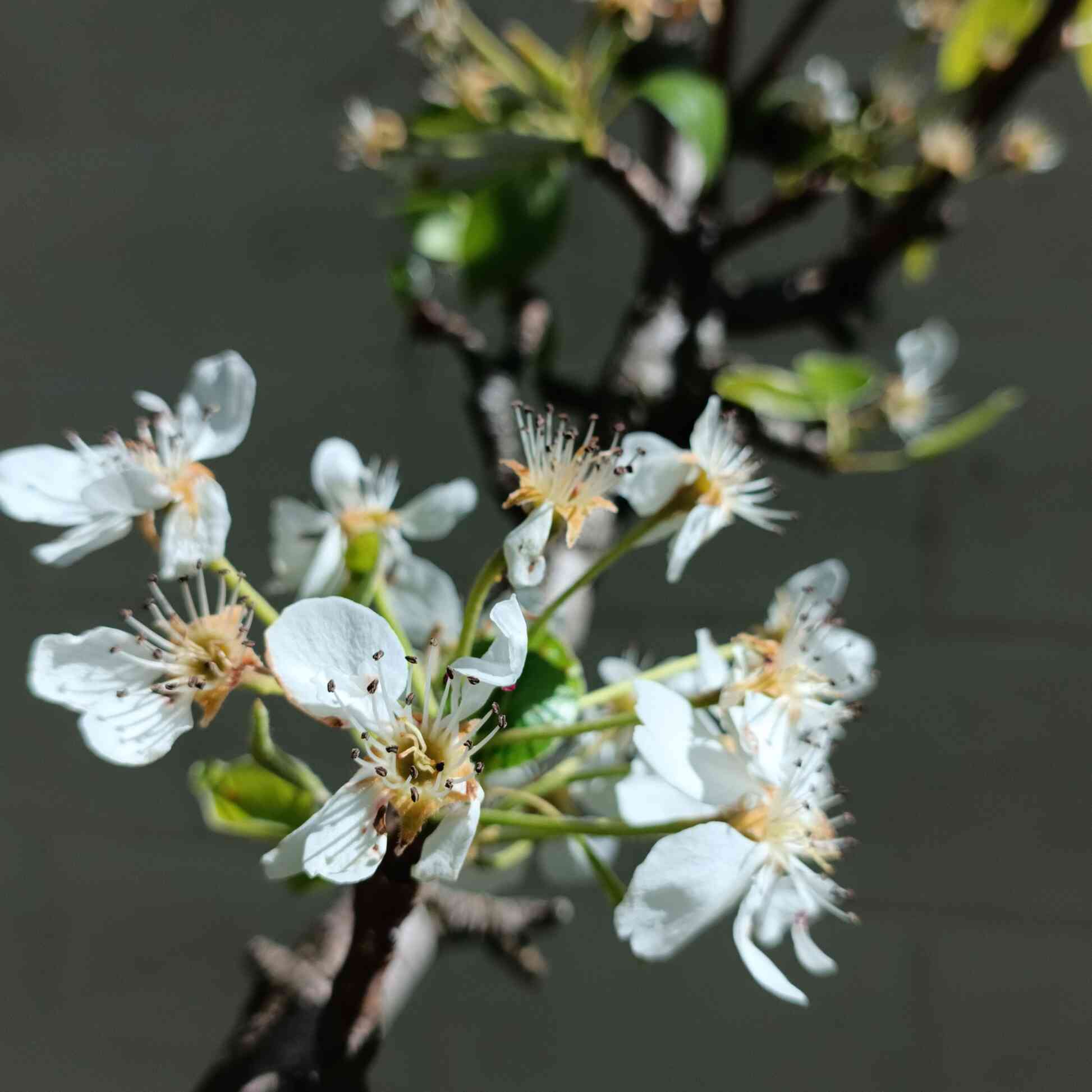 Lapins Cherry Tree - Image 3
