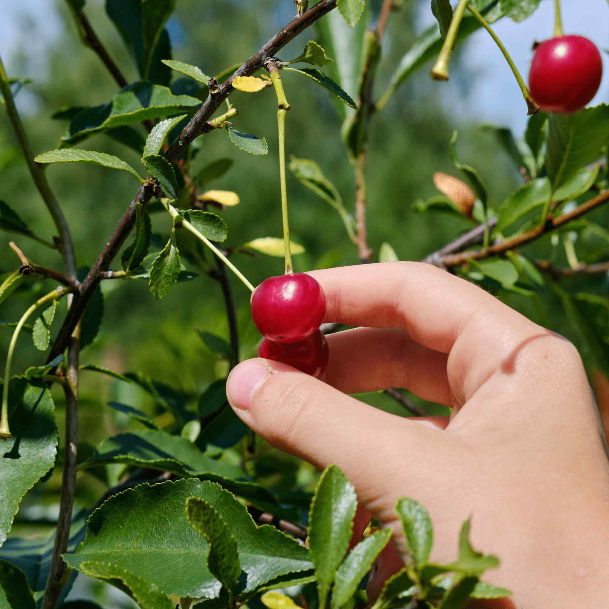 Lapins Cherry Tree - Image 4