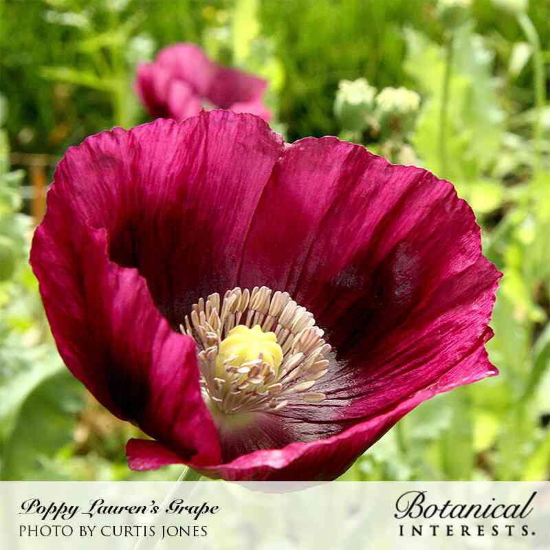 Lauren's Grape Bread Seed Poppy Seeds - Image 4