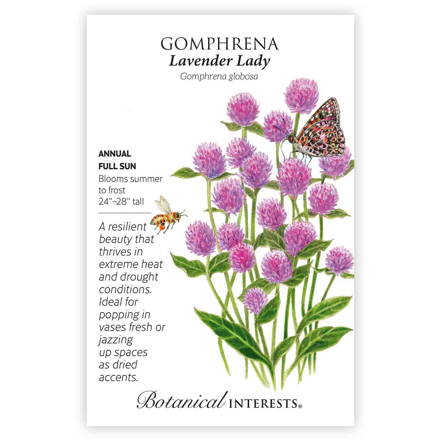 Lavender Lady Gomphrena Seeds - Image 3