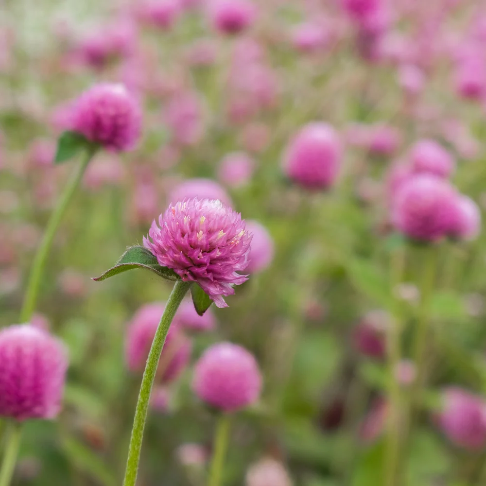 Lavender Lady Gomphrena Seeds - Image 4