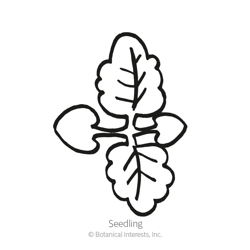 Lemon Balm Seeds - Image 2