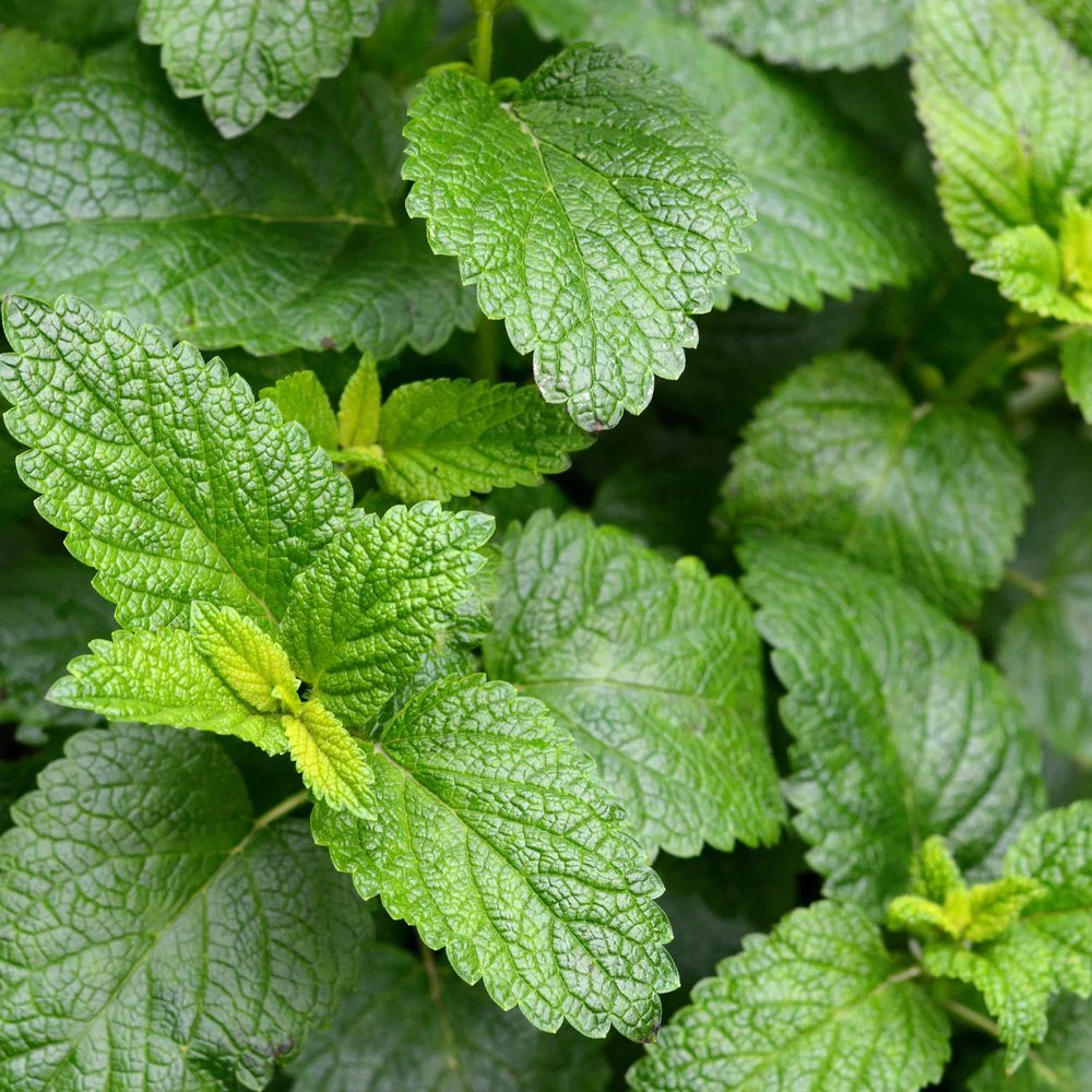 Lemon Balm Seeds - Image 4