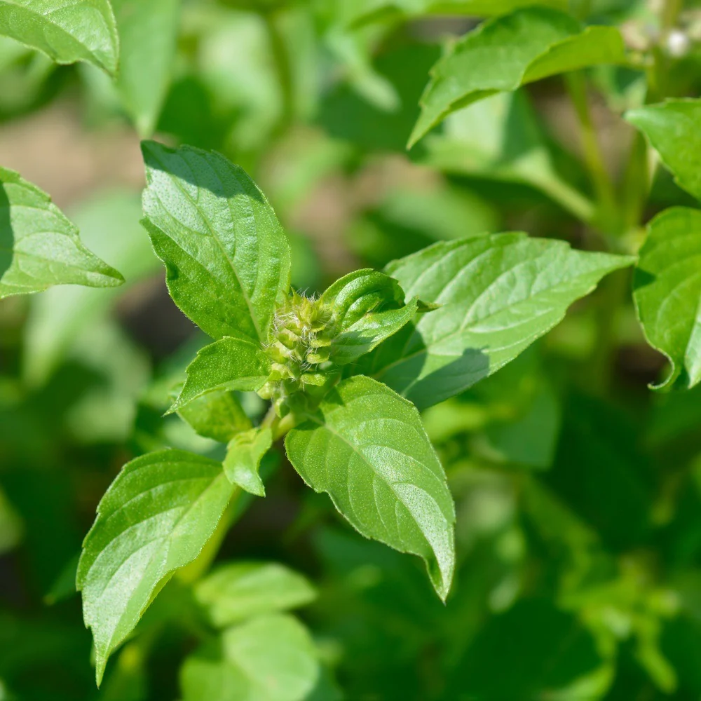 Lemon Basil Seeds - Image 4