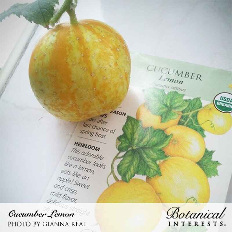 Lemon Cucumber Seeds - Image 4