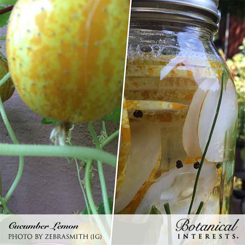 Lemon Cucumber Seeds - Image 5