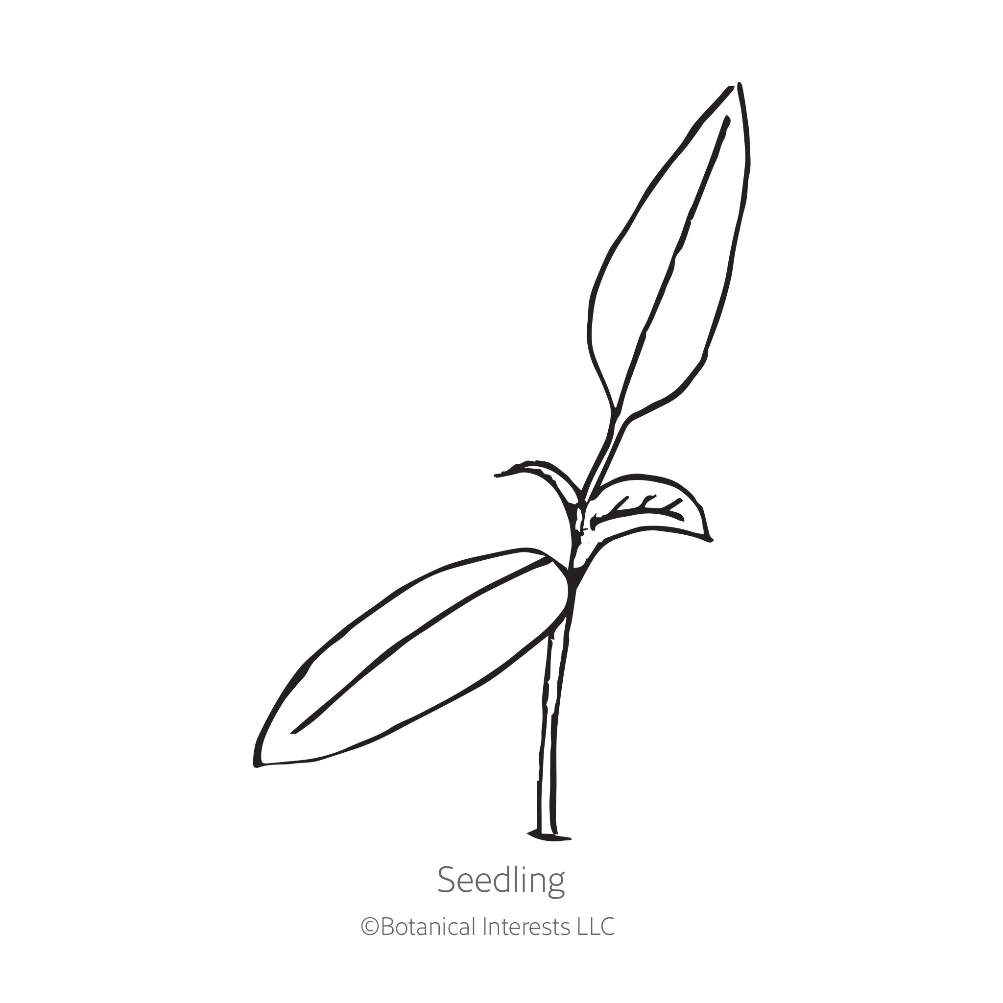 Lemon Drop Chile Pepper Seeds - Image 2