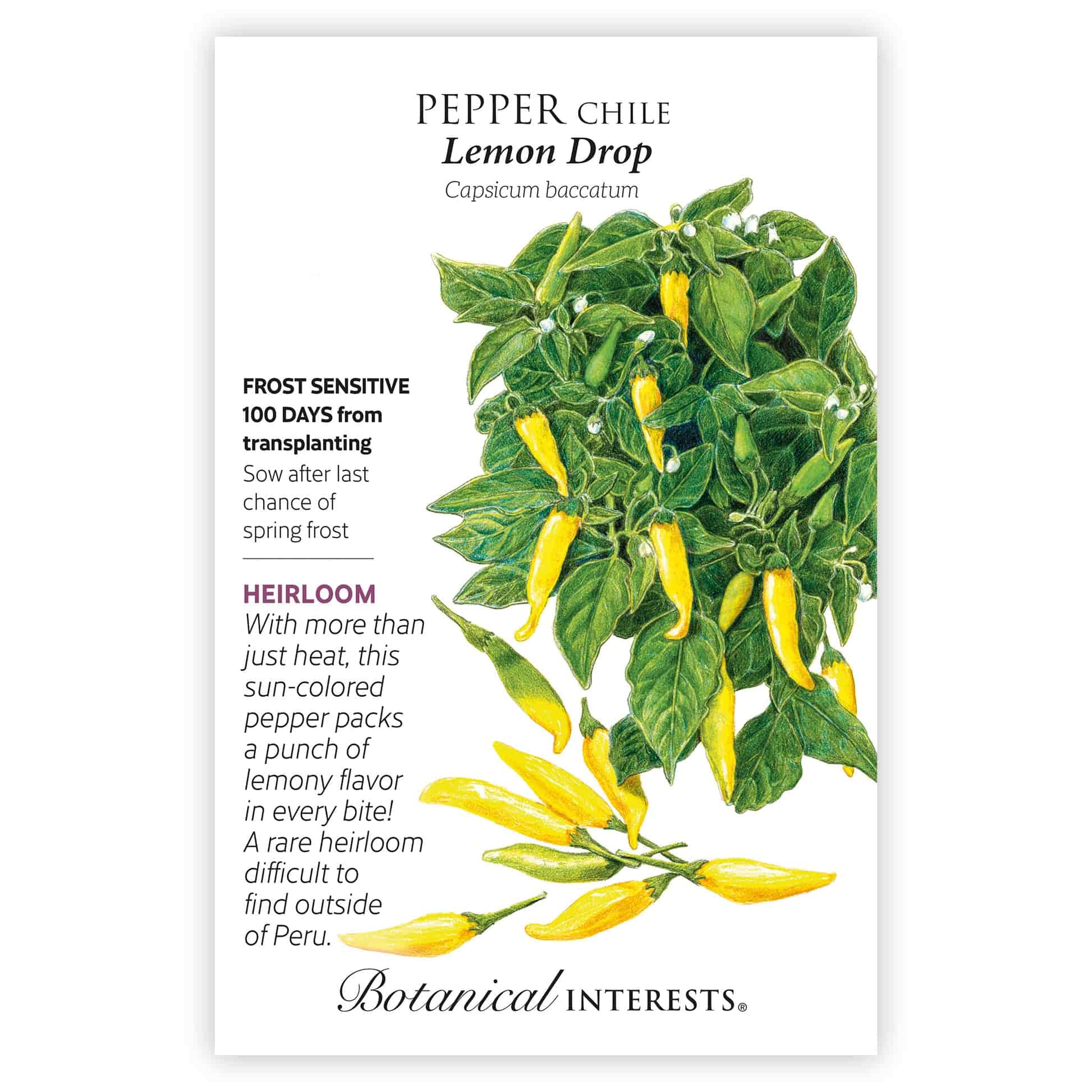 Lemon Drop Chile Pepper Seeds - Image 3