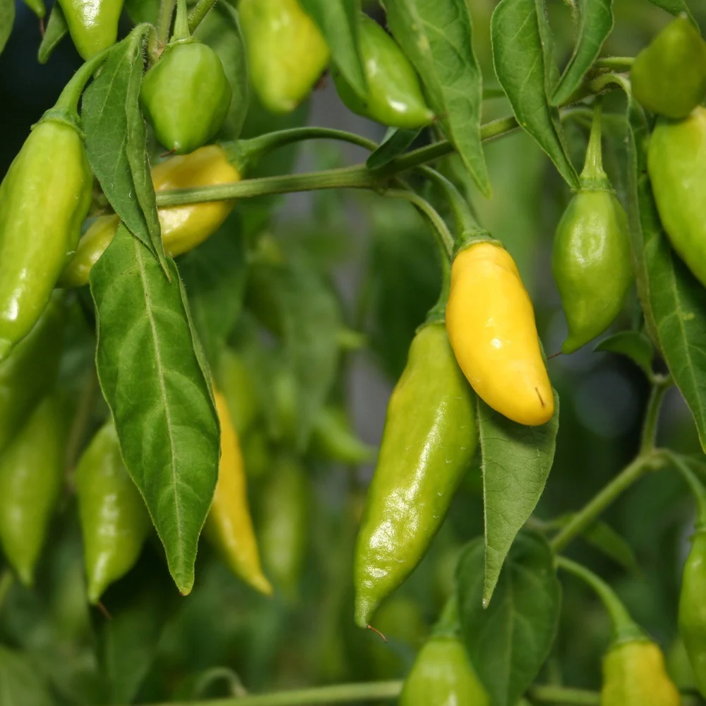 Lemon Drop Chile Pepper Seeds - Image 4