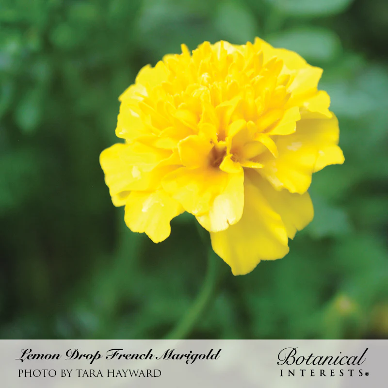 Lemon Drop French Marigold Seeds - Image 4
