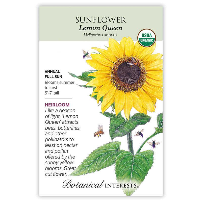 Lemon Queen Sunflower Seeds - Image 3