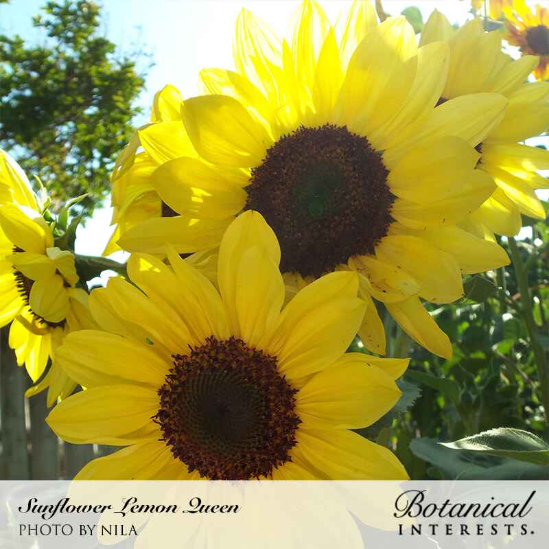 Lemon Queen Sunflower Seeds - Image 4
