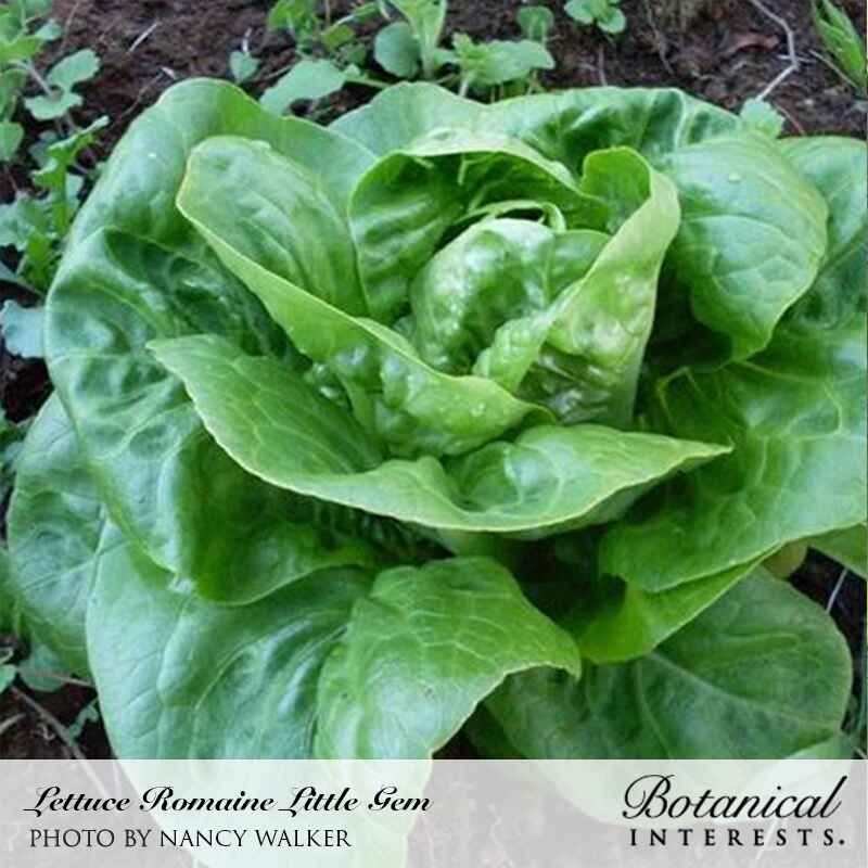 Little Gem Mini-Romaine Lettuce Seeds - Image 4