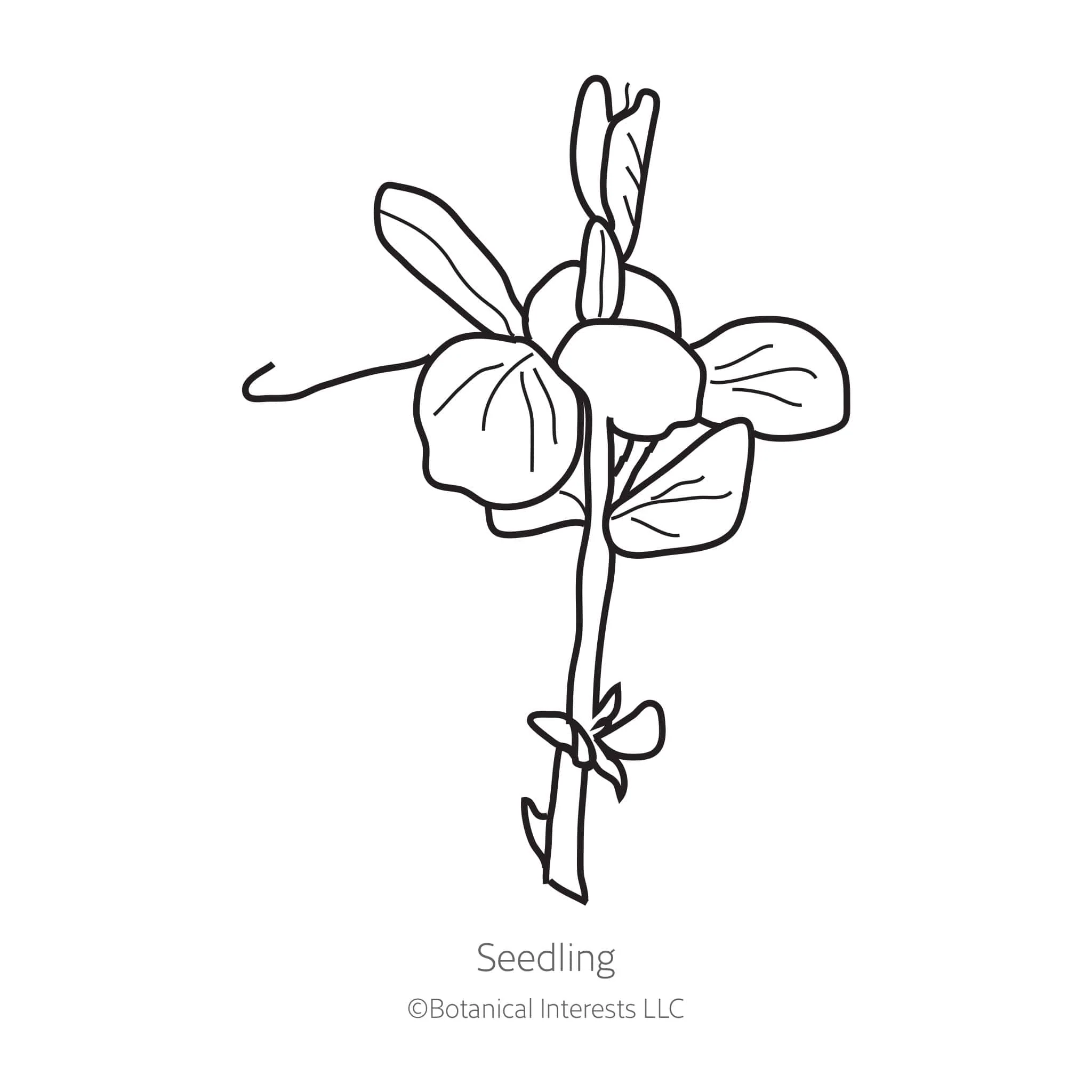 Little Marvel Petite Shelling Pea Seeds - Image 2