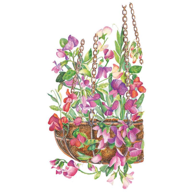 Little Sweetheart Sweet Pea Seeds