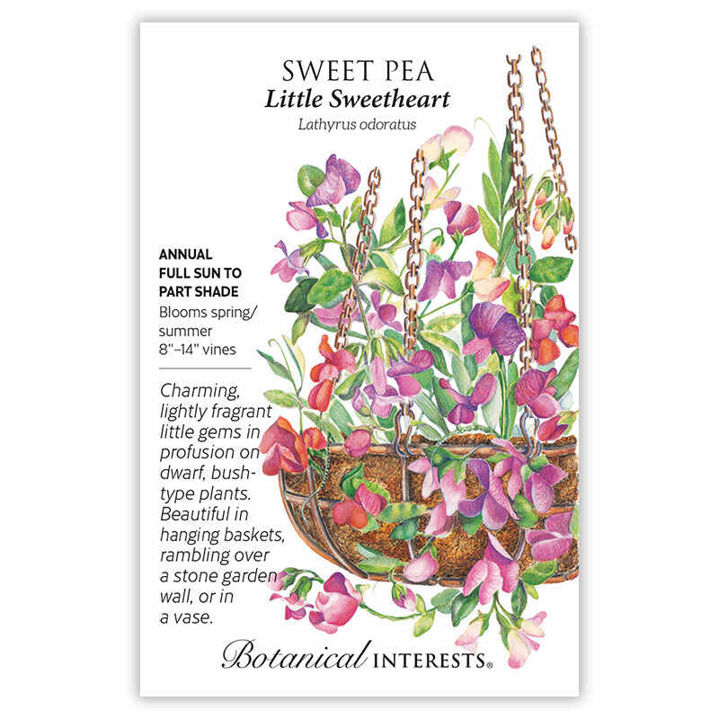Little Sweetheart Sweet Pea Seeds - Image 3