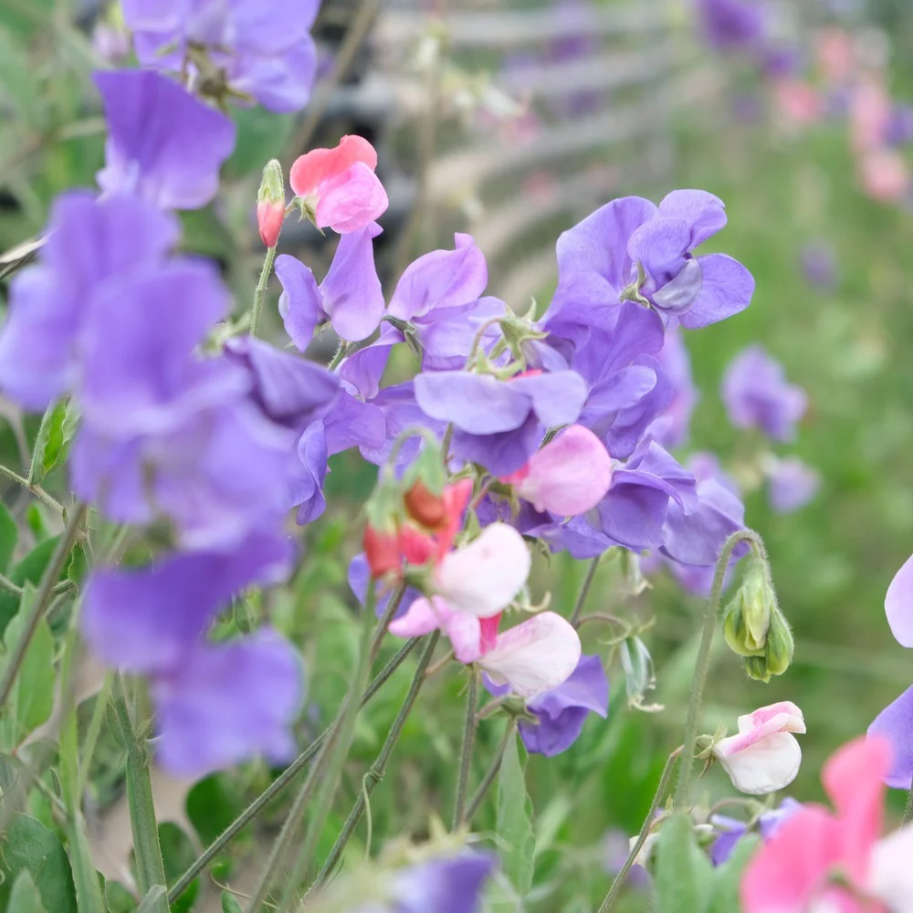 Little Sweetheart Sweet Pea Seeds - Image 4