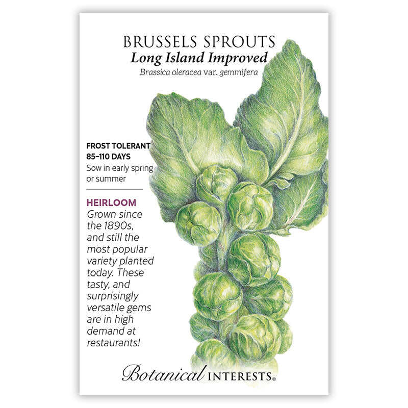 Long Island Improved Brussels Sprouts Seeds - Image 3