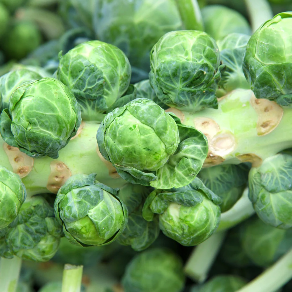Long Island Improved Brussels Sprouts Seeds - Image 4