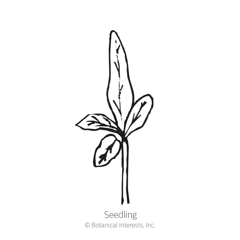Long Purple Eggplant Seeds - Image 2