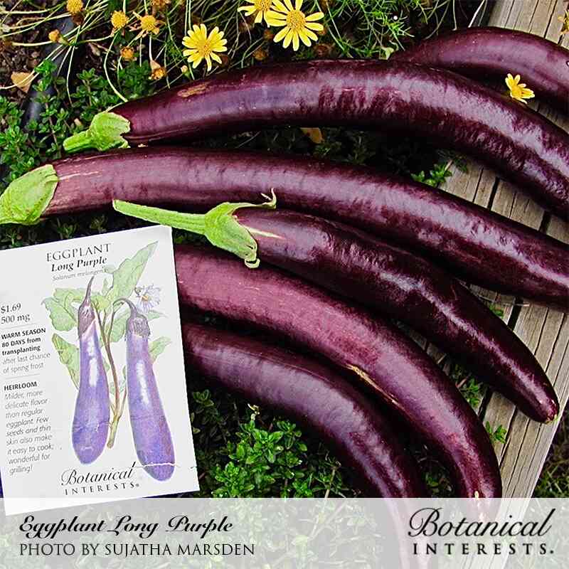 Long Purple Eggplant Seeds - Image 5
