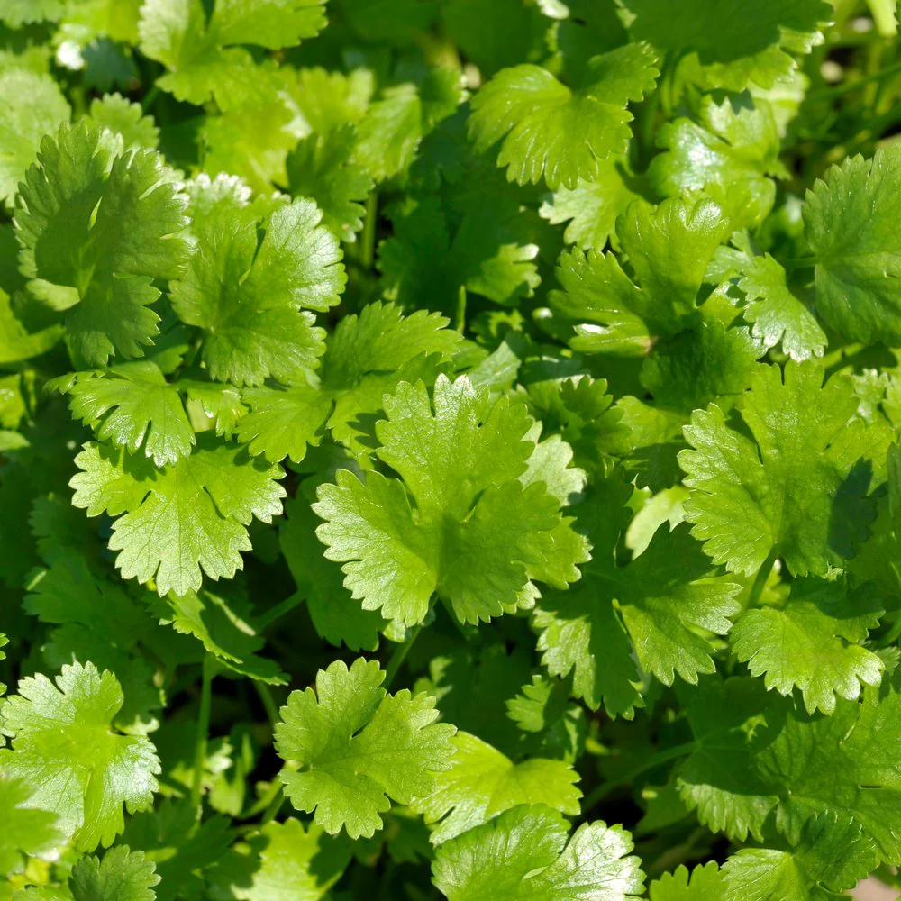 Long Standing Santo Cilantro/Coriander Seeds - Image 4