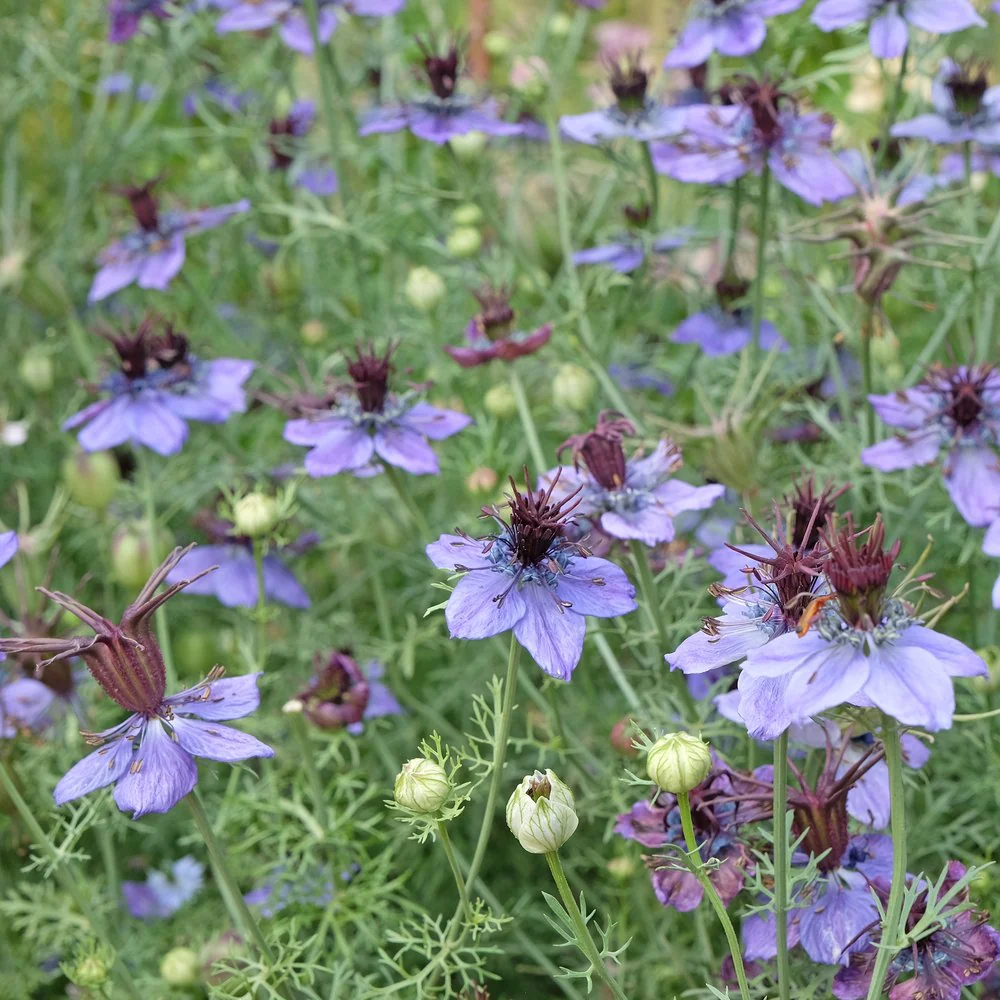 Love-In-A-Mist Delft Blue - Image 4