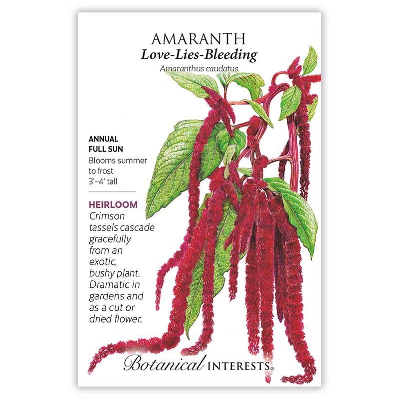 Love-Lies-Bleeding Amaranth Seeds - Image 3