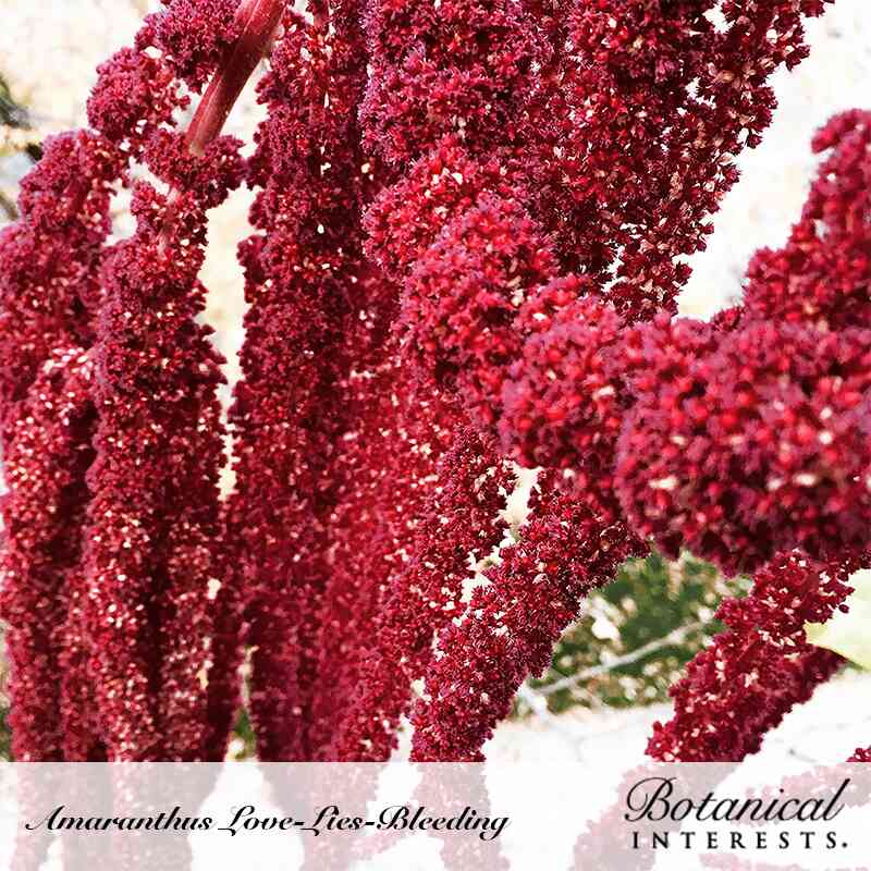 Love-Lies-Bleeding Amaranth Seeds - Image 4