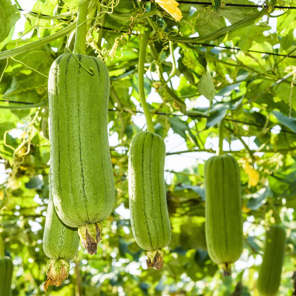 Luffa Gourd Seeds - Image 4
