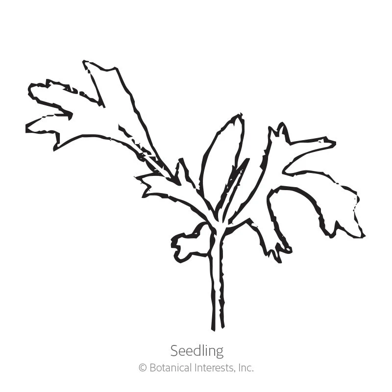 Madonna Blend Lace Flower Seeds - Image 2