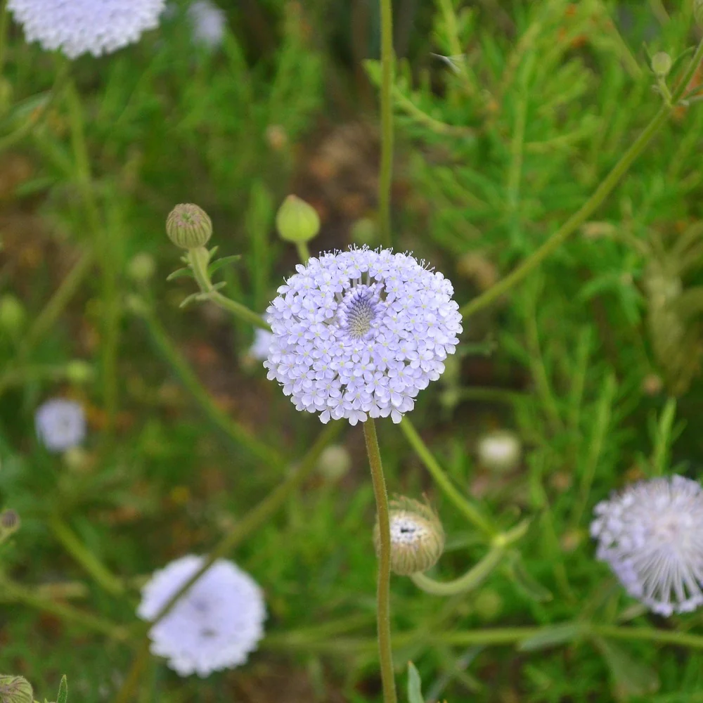 Madonna Blend Lace Flower Seeds - Image 4