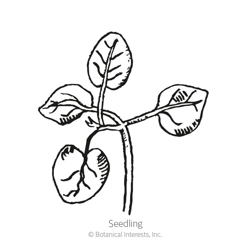 Magic Carpet Blend Snapdragon Seeds - Image 2