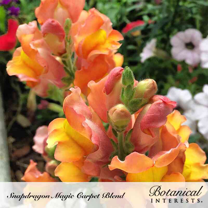 Magic Carpet Blend Snapdragon Seeds - Image 4